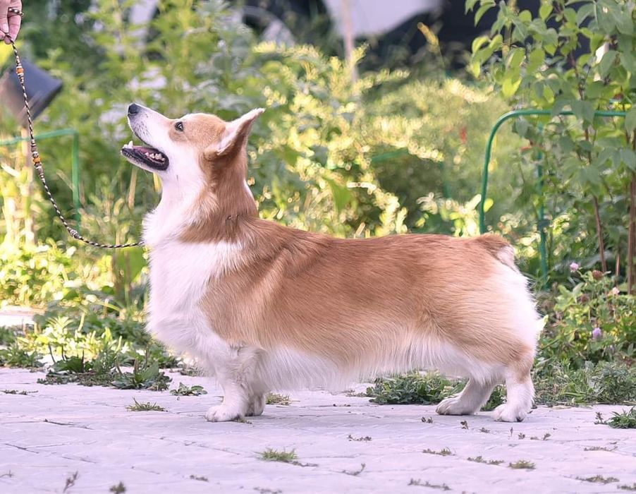 Кобель корги для вязки