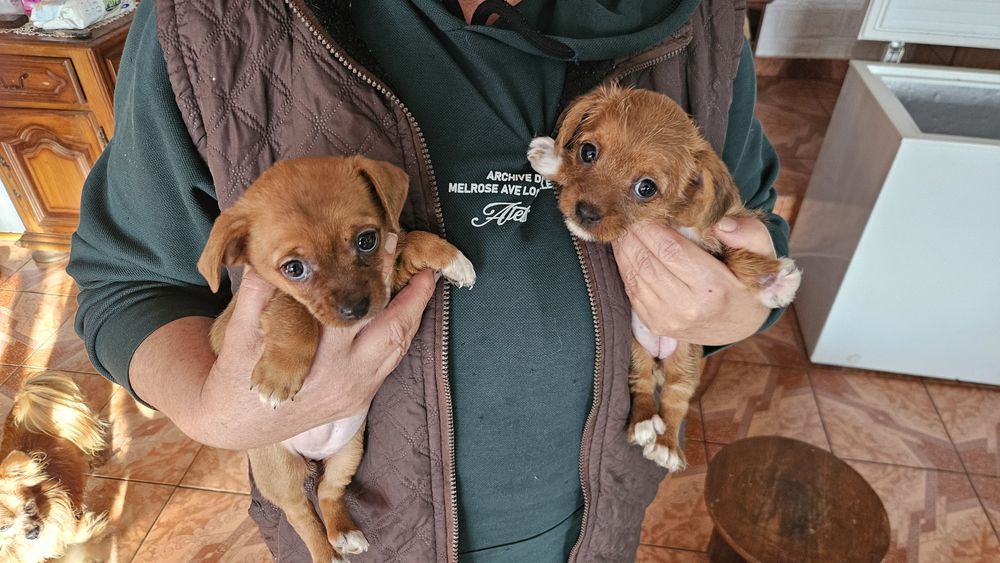 Donez două cățelușe