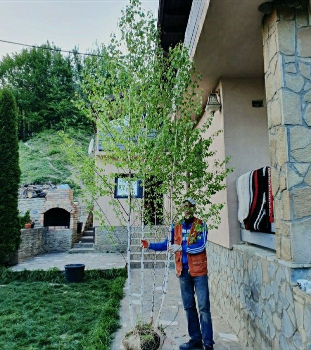 Mesteacăn cu coajă albă