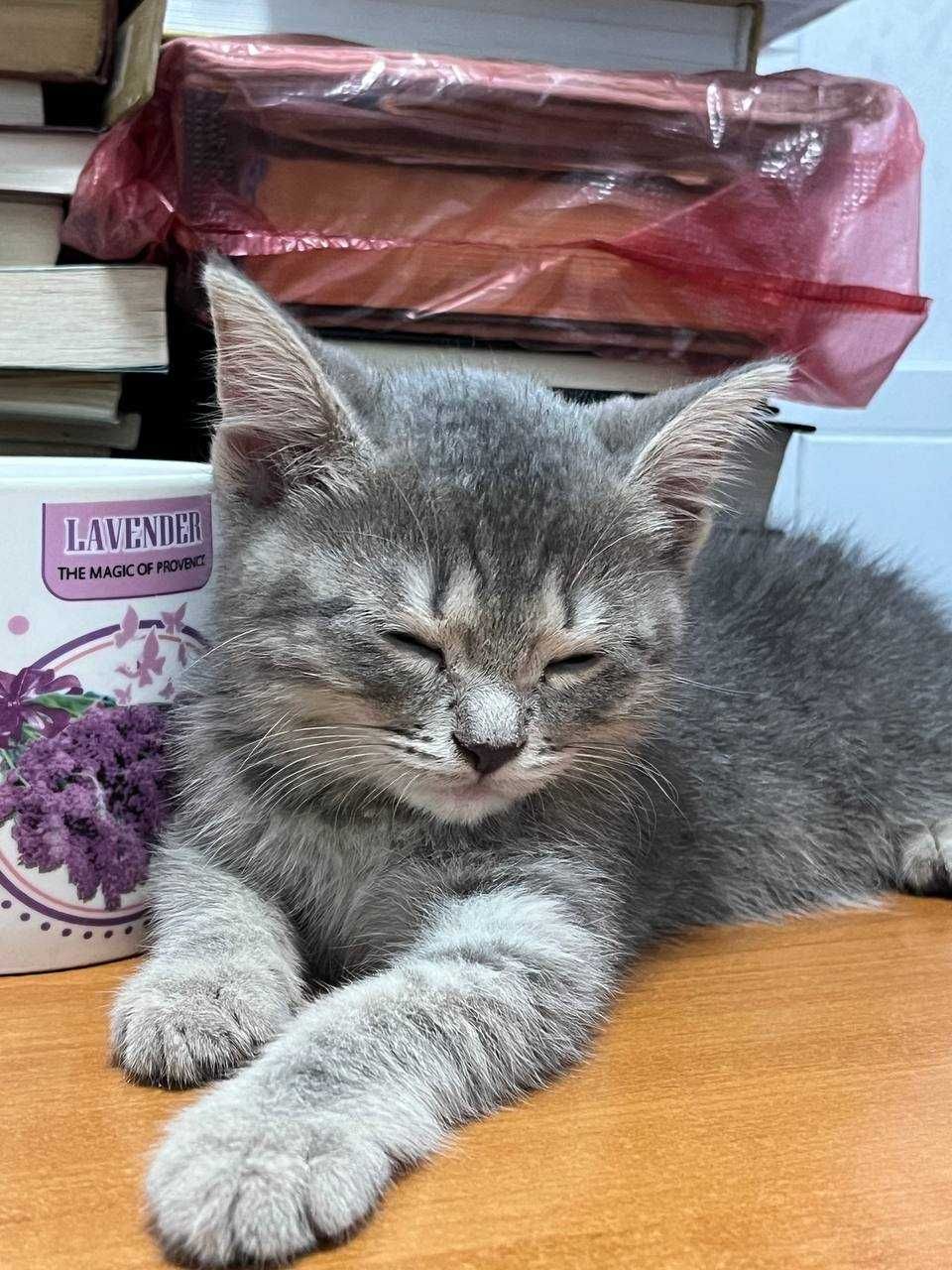 Отдам даром Котёнка в хорошие руки