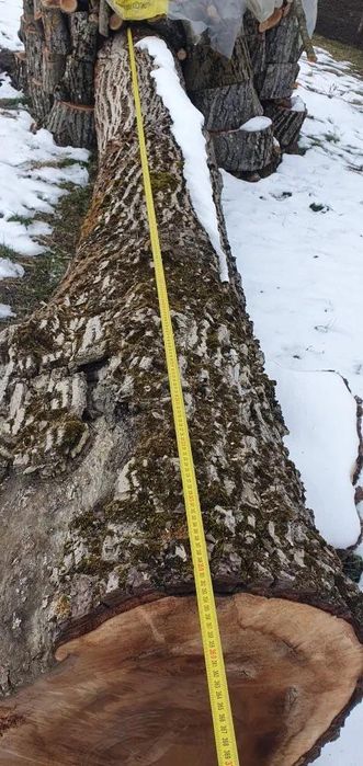 Nuc lemn netaiat varsta 100 ani