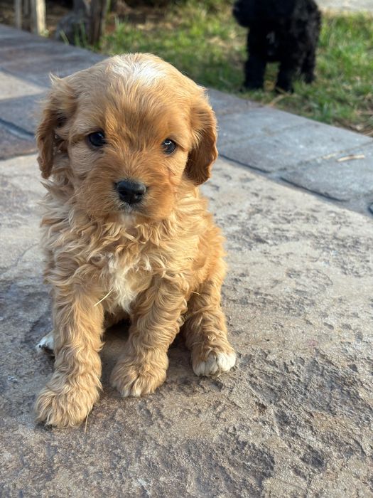 Кавапу///Cavapoo
