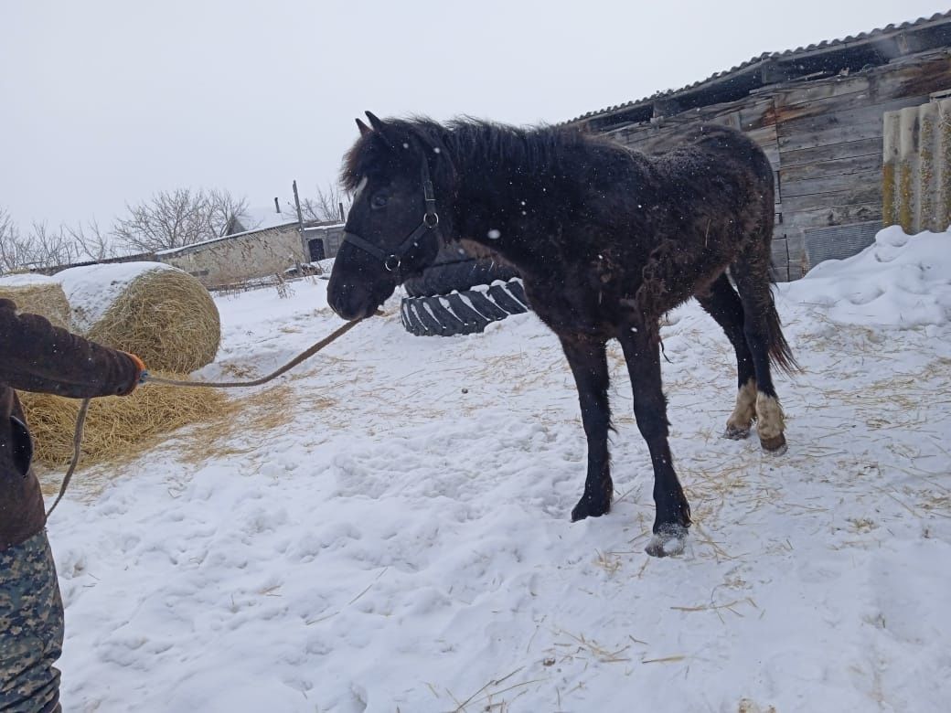 Продам лошадь 2 года