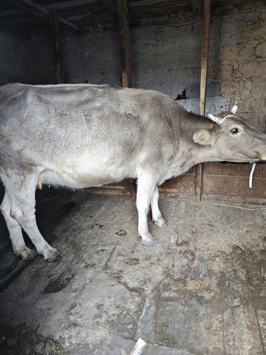 Продам корову стельная