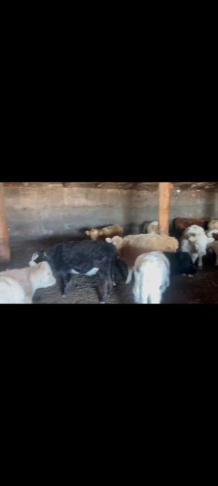 20 бас бузаулар аулиеколь мен Ангус сатылады багасы 270.000т