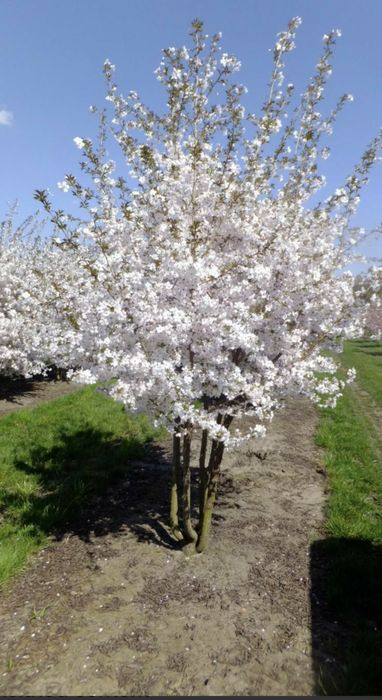 Pomi Ornamentali  cercis Cana densis  shirobana