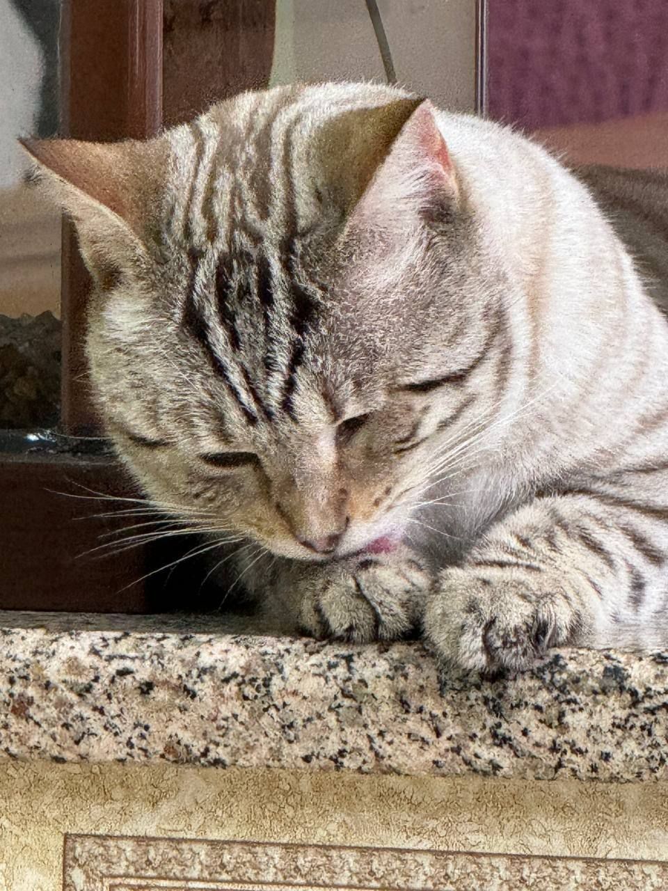 Бенгальский кошка