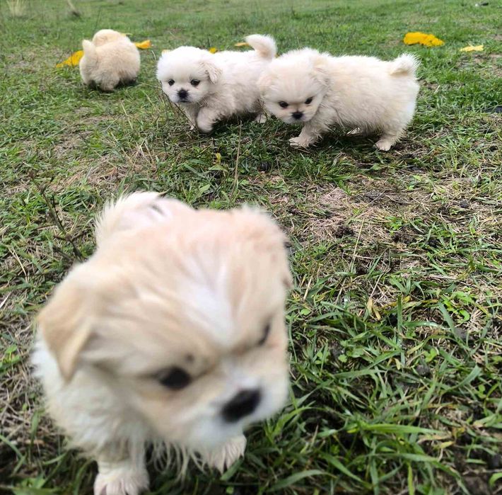 Пухкави ангелчета