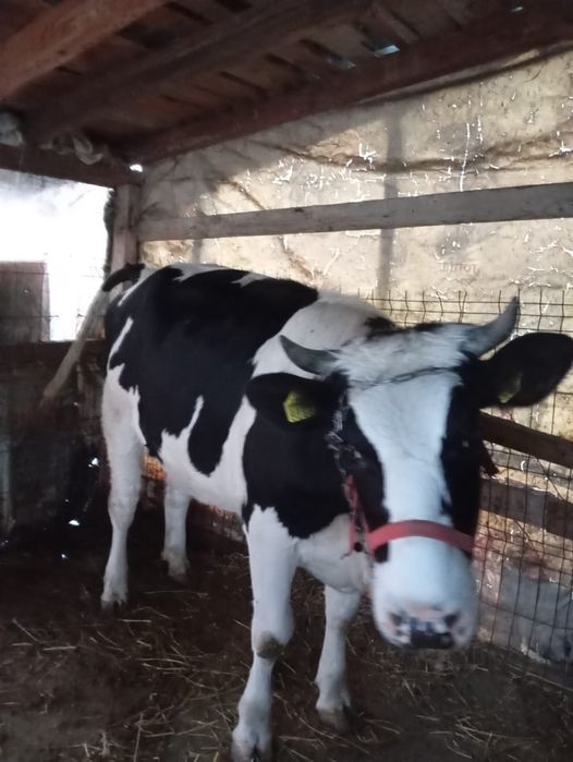 Vaca de vanzare-1 an și 5 luni