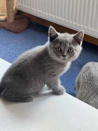 Pisica british shorthair blue