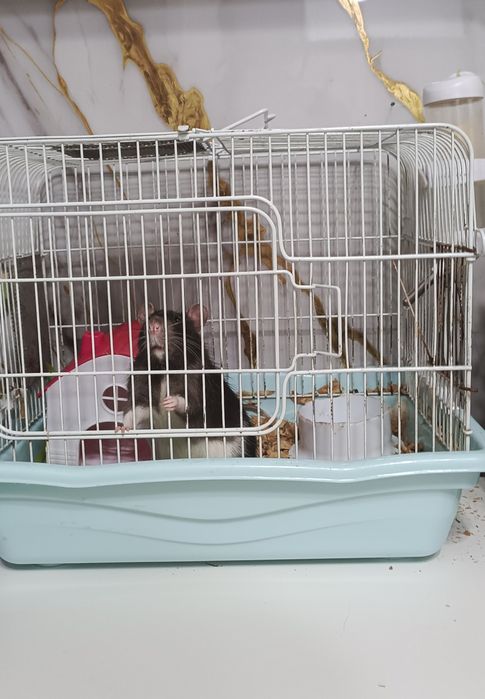 Продам крысу с клеткой