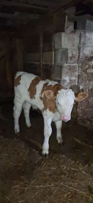 Vând șase tăurași.