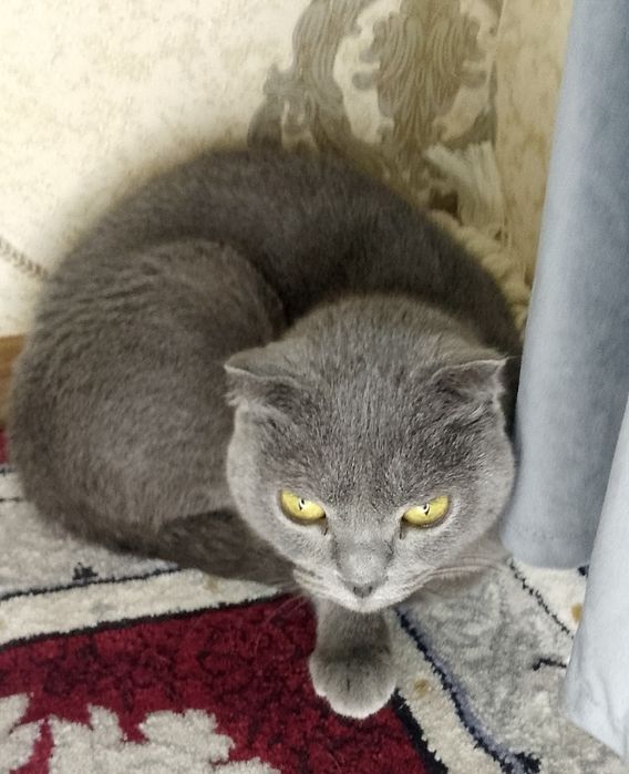 Paroʼdali mishuk sotiladi