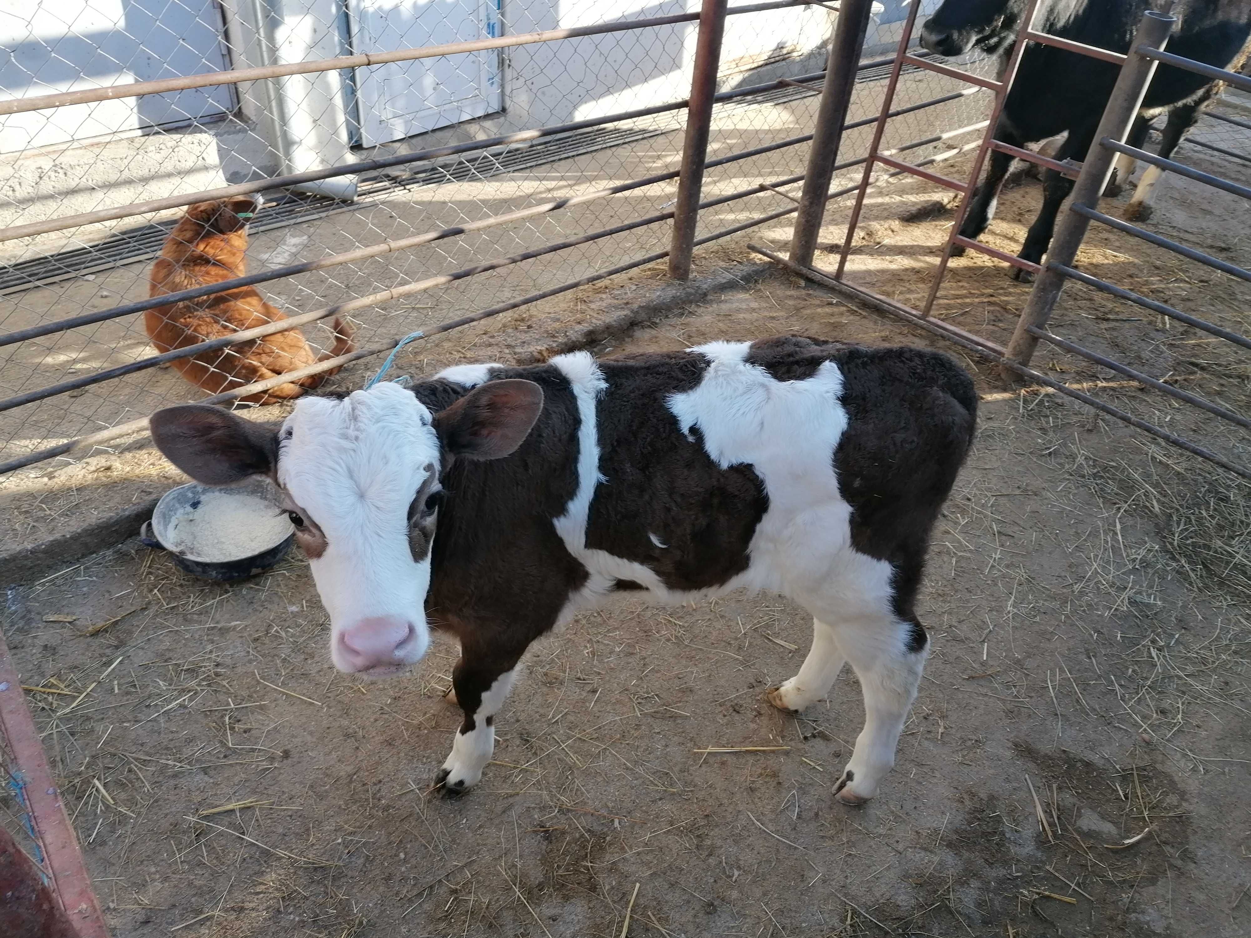 Vițel Baltat pe negru, rasa mixta de carne, 5 luni