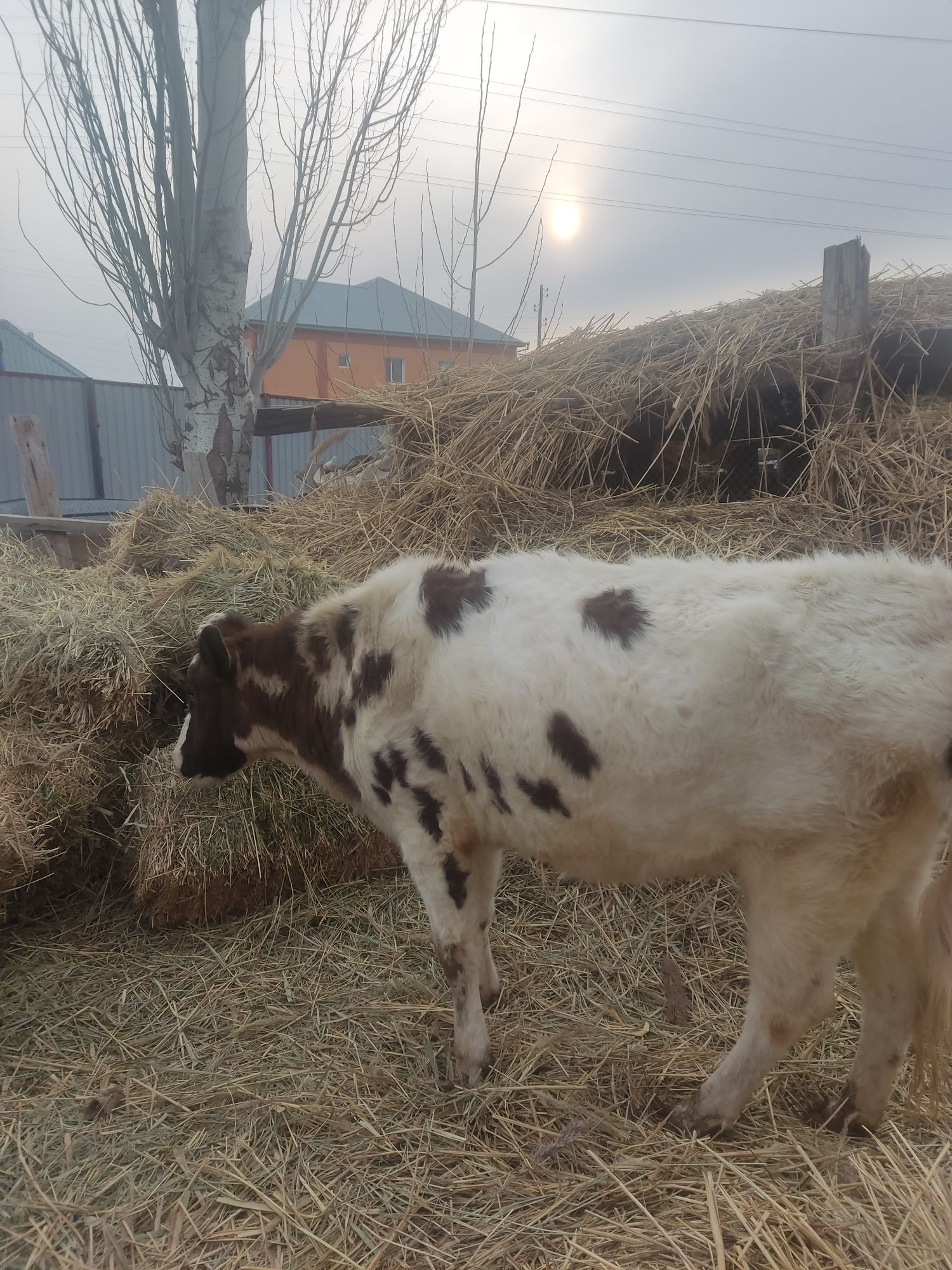 2туган сиыр,жалгыз бас