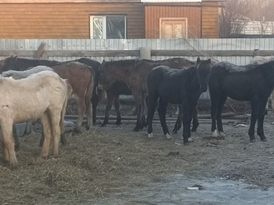 Жеребята кобылки 2025года