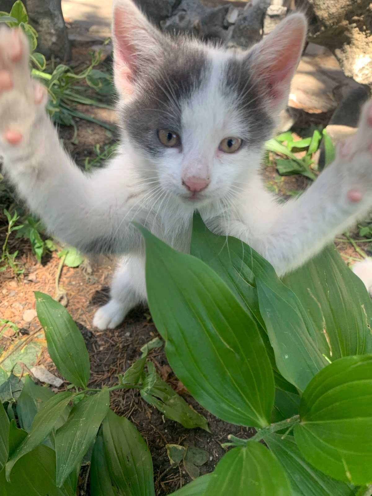 Подарявам малки котета