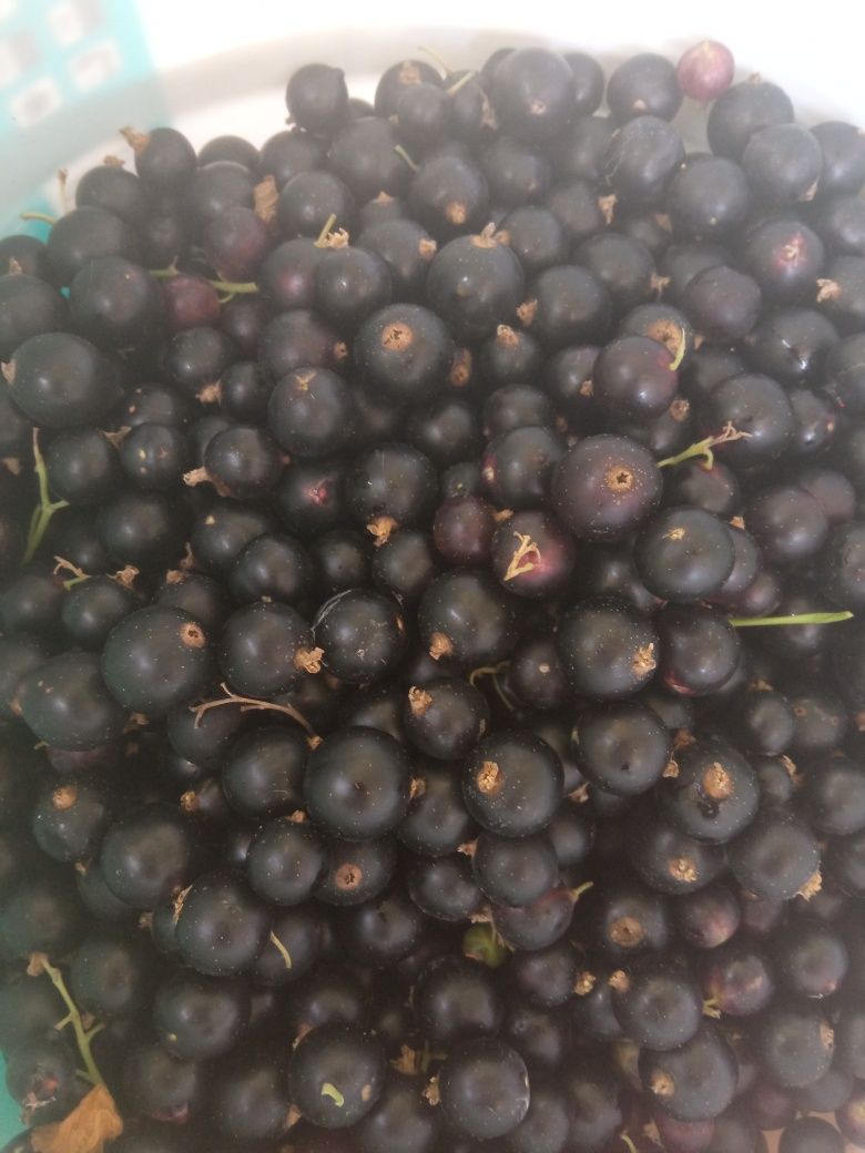 Продам черную смородину