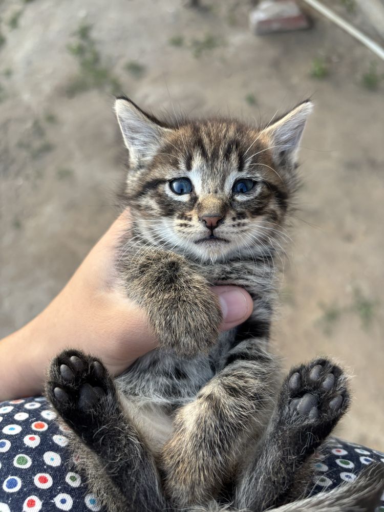 Котенка ұрғашы мысық