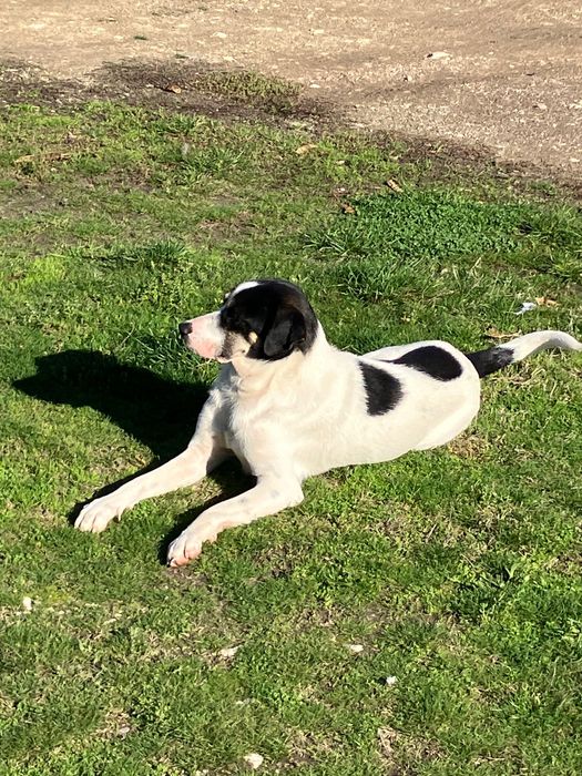 Мъжко куче на 8 месеца