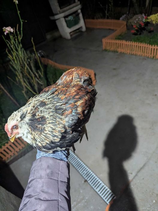 De vânzare cocos araucana