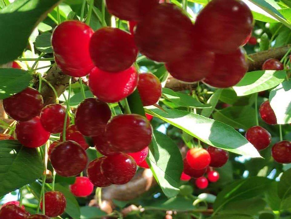 Pomi fructiferi direct de la producător