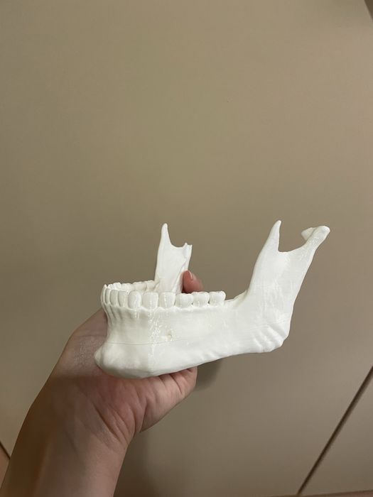 Анатомичен модел на череп, 3 части, OScar