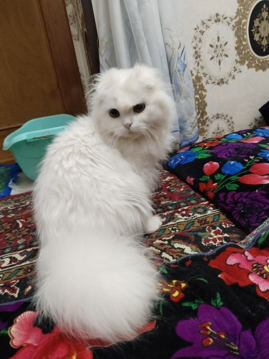 Mushuk sotiladi 2yosh