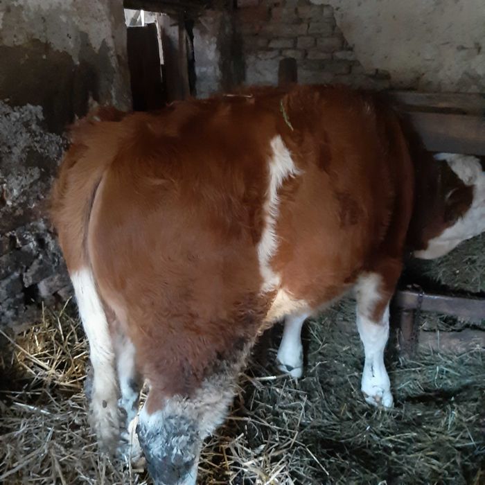 Taurasi Baltata romana