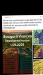 Vand struguri de vinn avem toate soiurile dorite de dv