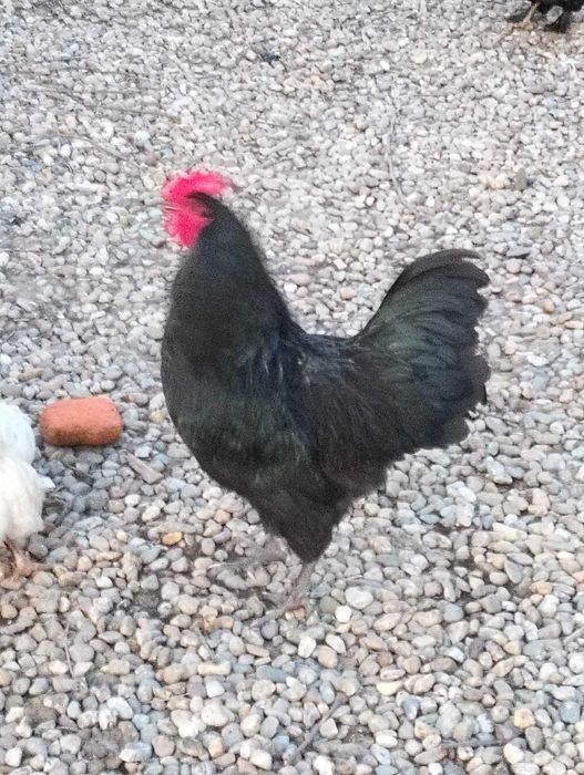 Vând sau schimb cocoș astralorp