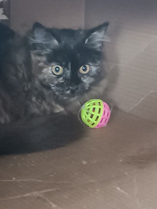 Отдам в хорошие руки