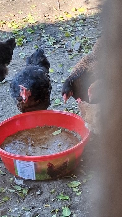 Block vitamino mineral pentru găini pui rate curcan gasca păsări