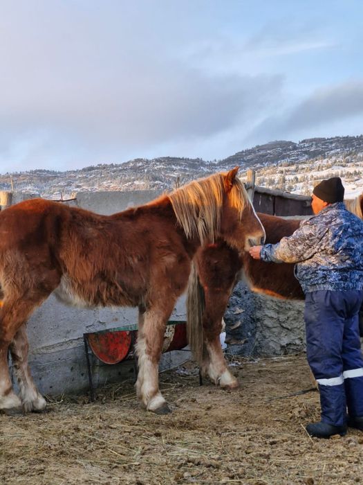 Тяж чистый 3 годика