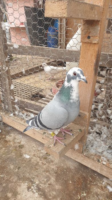 Ocazie! Vand 4 femele voiajor de concurs cu origini foarte bune!