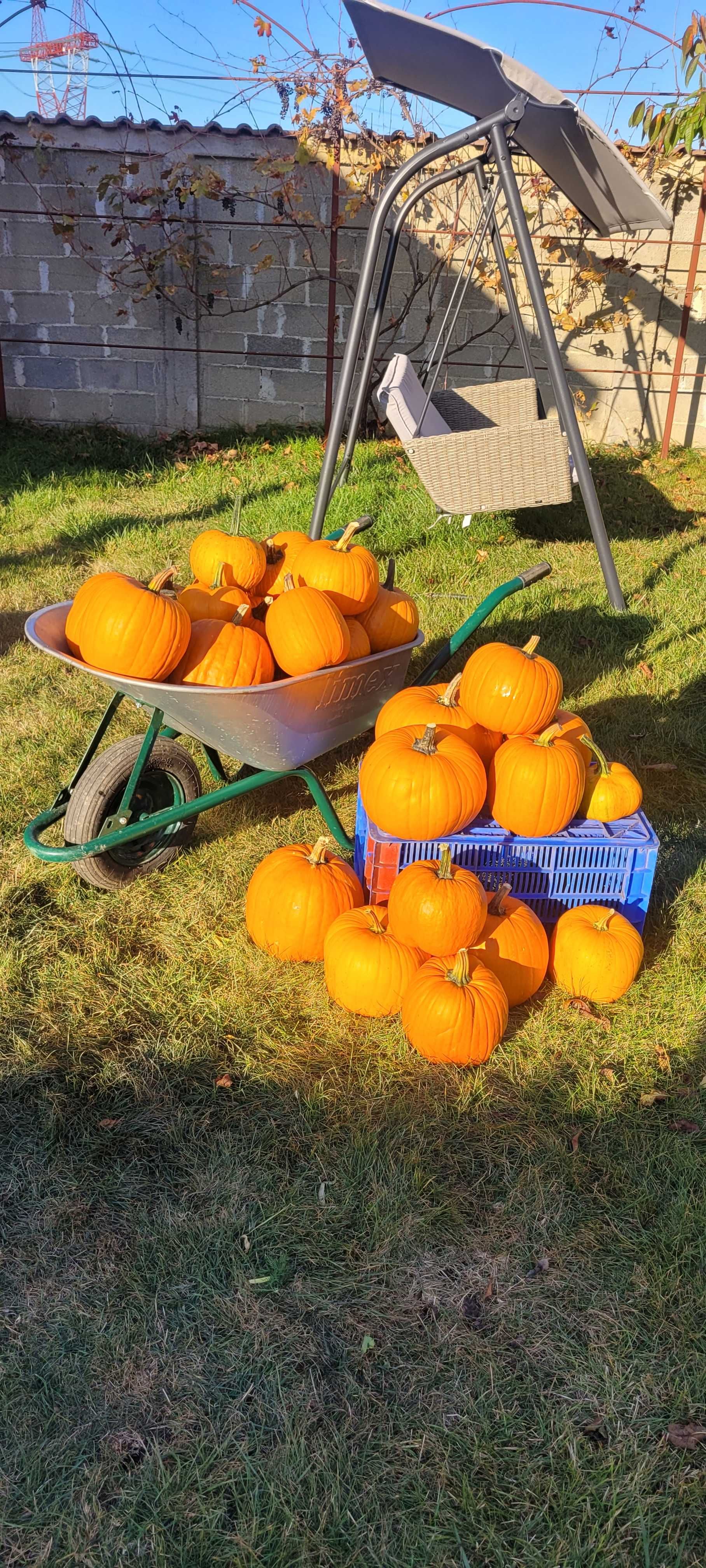 Dovleci pentru Halloween