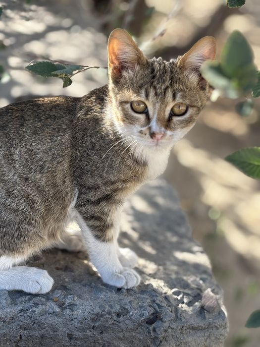 Котенок в добрые руки