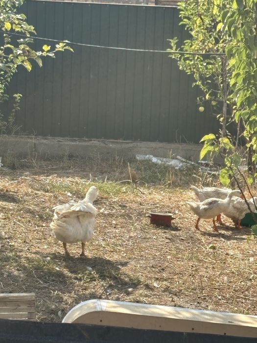 Гусь продается ……….