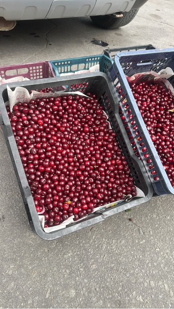 Вишня. Продам свежую крупную садовую вишню