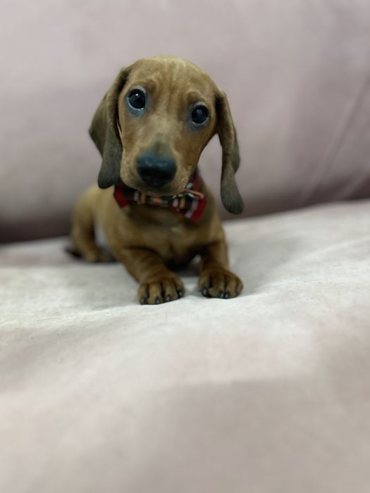 Mascul teckel miniatura cu Pedigree Fci