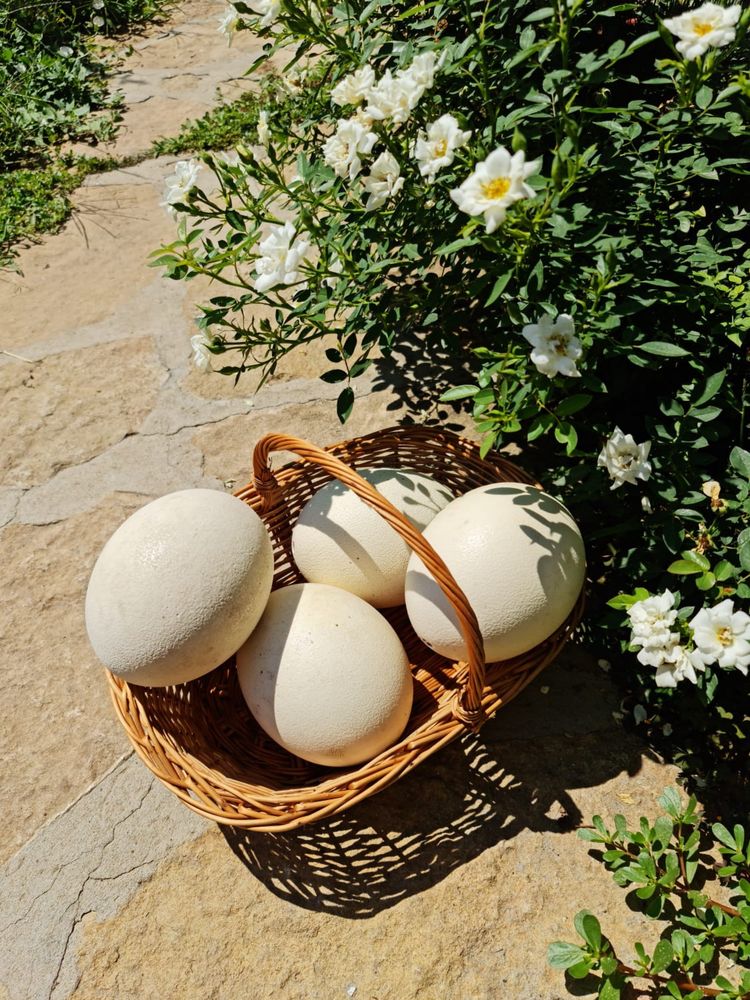 Oua proaspete de struti pentru consum