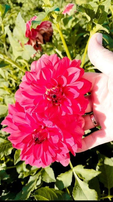 Продам луковицы Георгины