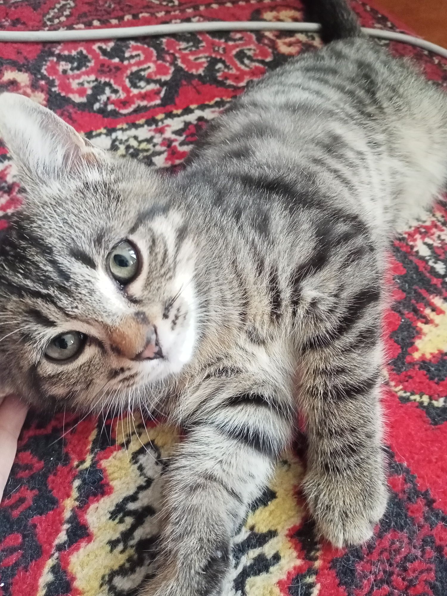Кошка и кот отдам даром