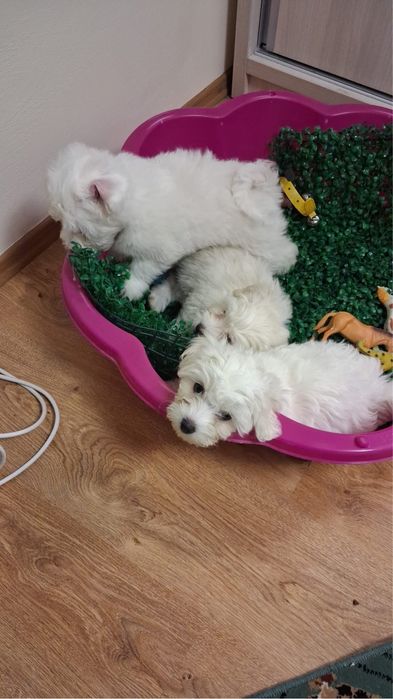 Donez Catei bichon maltez 8 saptamani