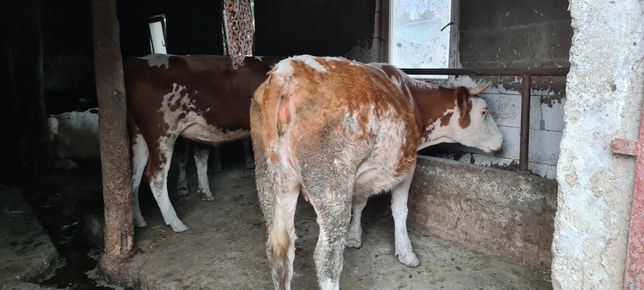 Vaca de vanzare baltata românească