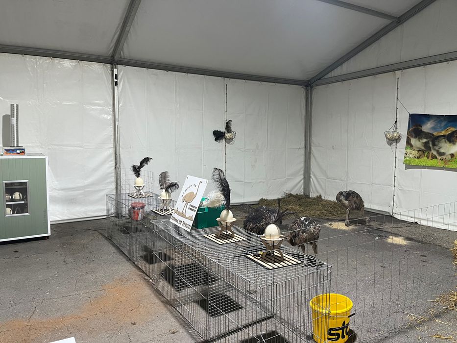 Pui de struț 40/60 de zile