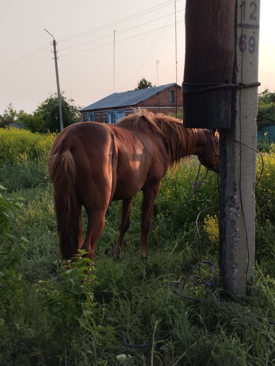 Продаётся жеребец на племя
