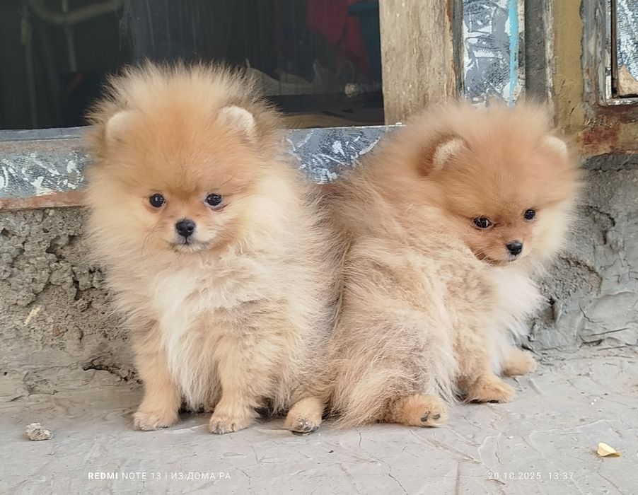 Шпиц померанский