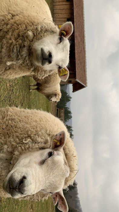 Oi și berbeci Texel de vânzare