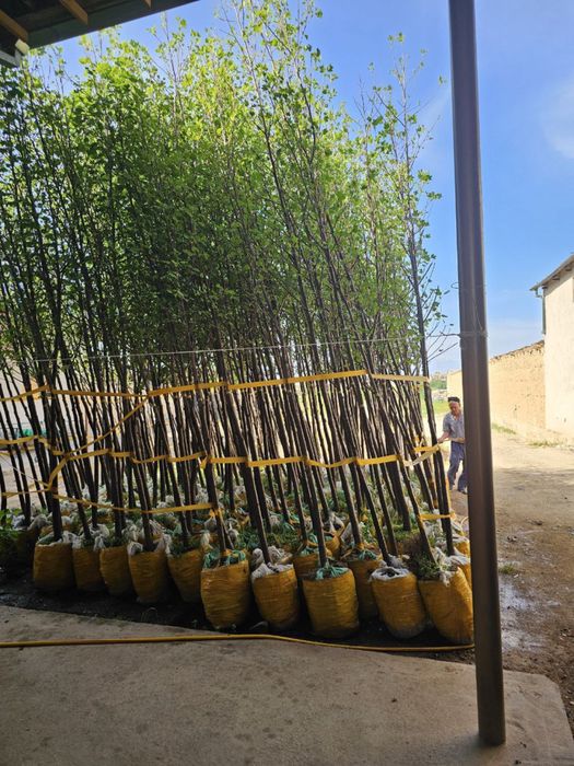 Kashtan va boshqa kochatlar optom narxlarda sotiladi